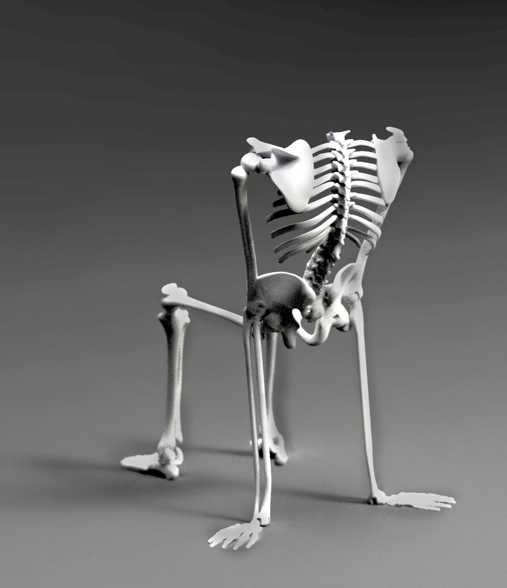 Skeleton Chair