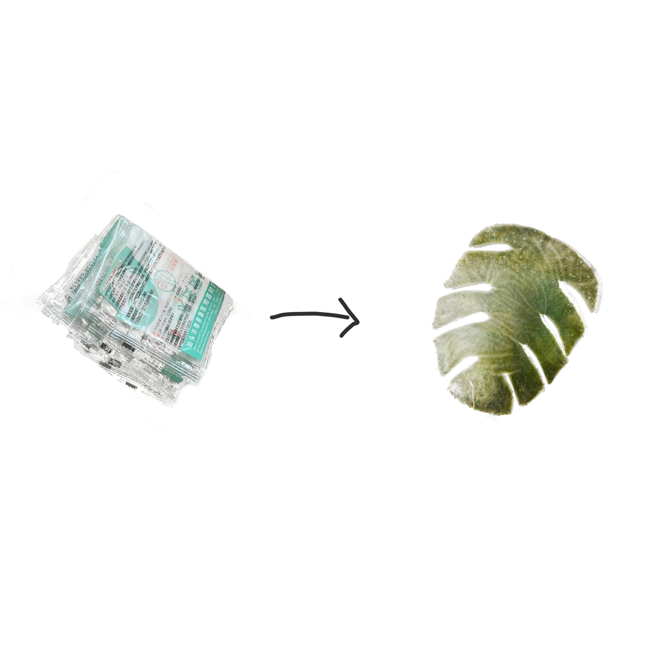 Monstera