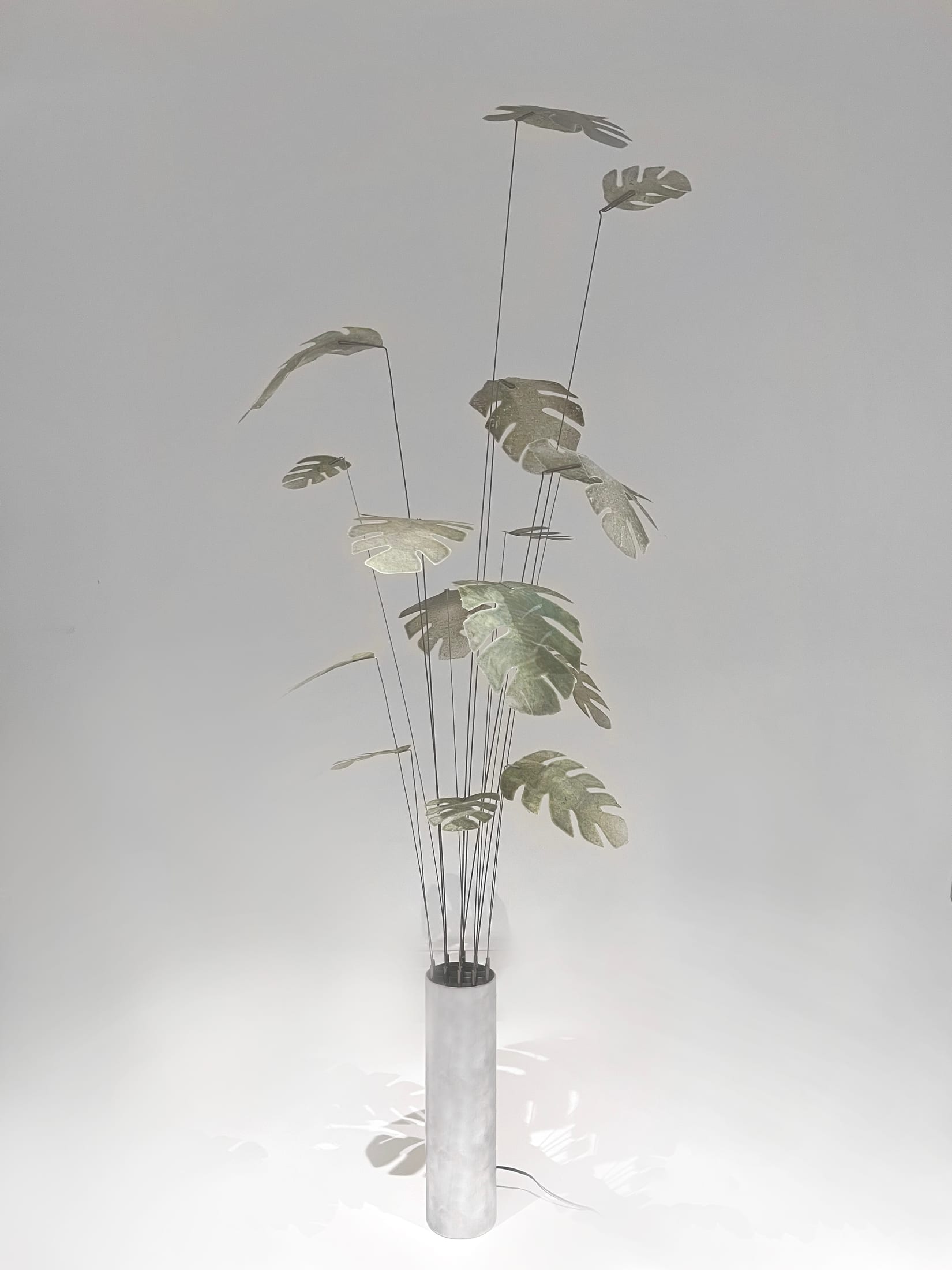 Monstera