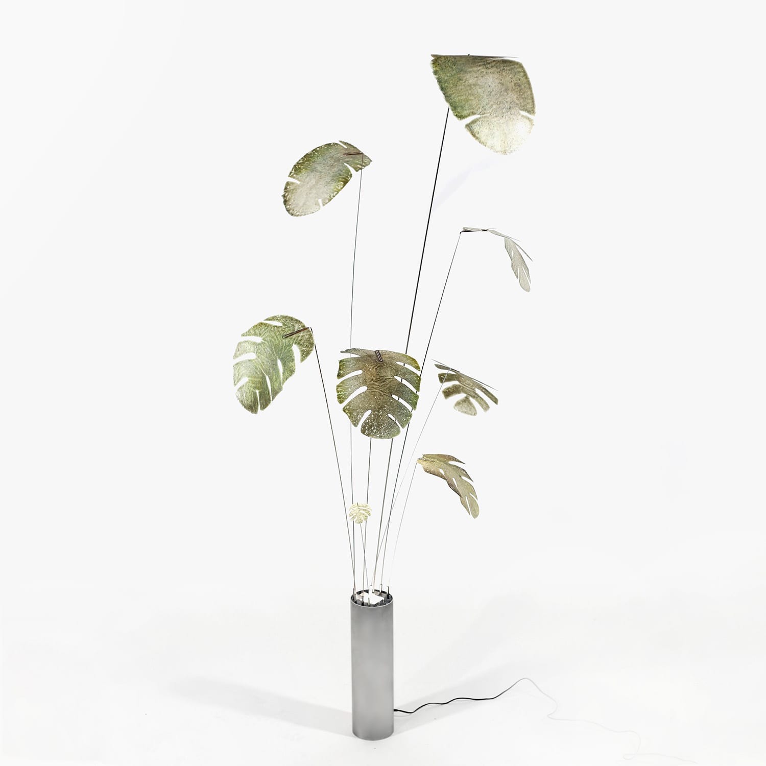 Monstera