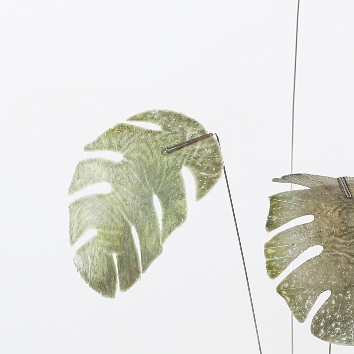 Monstera